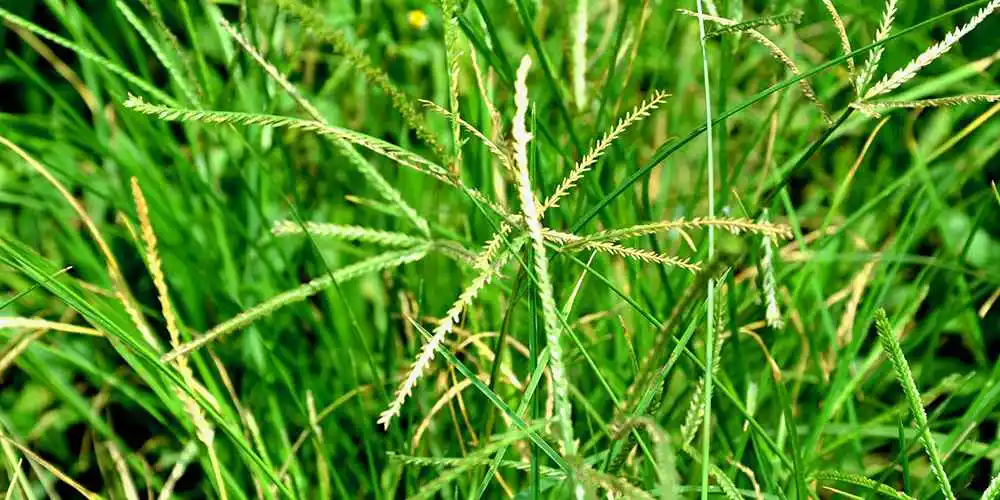 types of golf course grasses bermuda grass