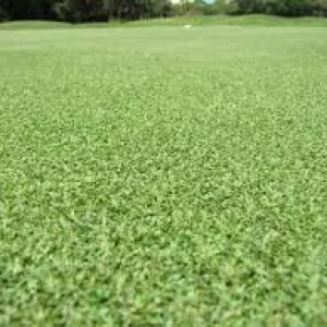 seashore paspalum grass